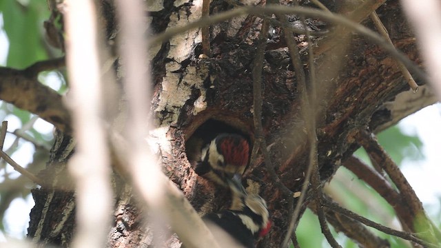 Orman Alaca Ağaçkakanı - ML647168329