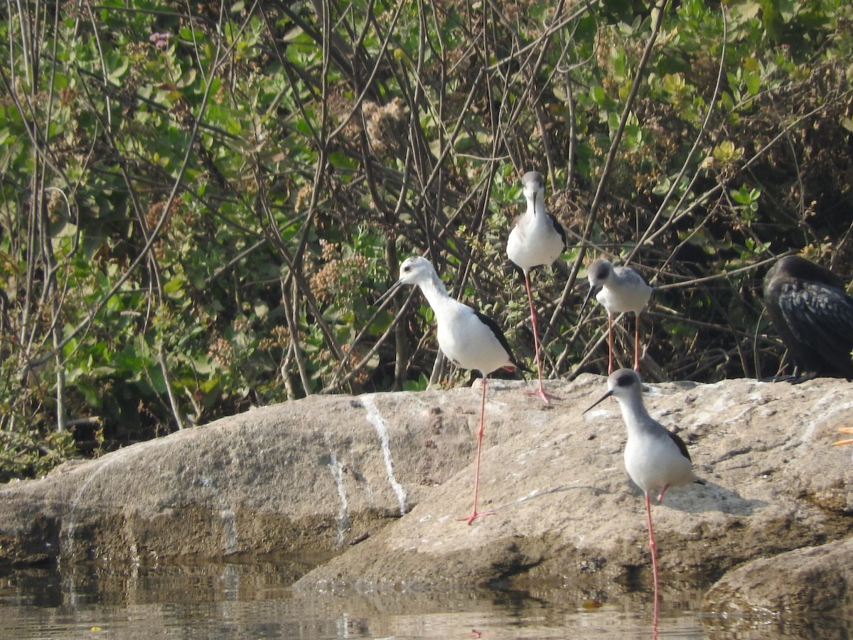 Black-winged Stilt - ML647168330