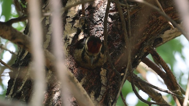 Okil handia - ML647168331