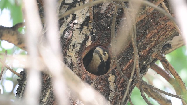 Orman Alaca Ağaçkakanı - ML647168332