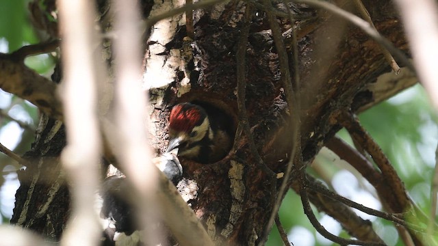 Okil handia - ML647168333