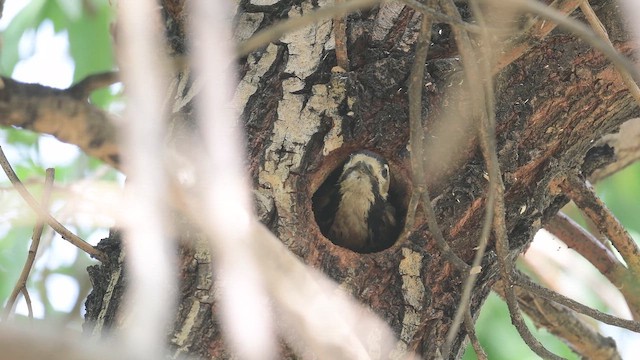 Orman Alaca Ağaçkakanı - ML647168334