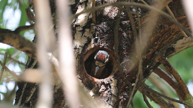 Orman Alaca Ağaçkakanı - ML647168335