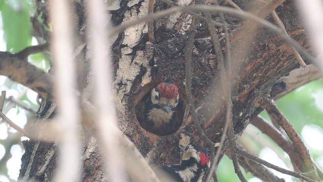 Большой пёстрый дятел - ML647168336