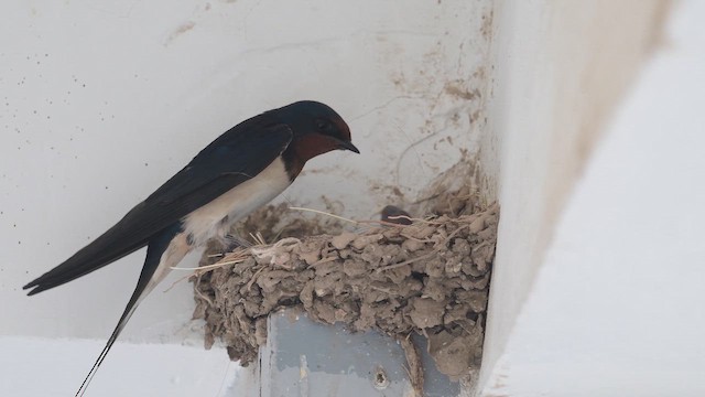 Enara arrunta - ML647168338