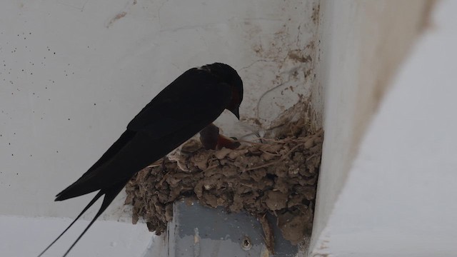 Kır Kırlangıcı - ML647168339