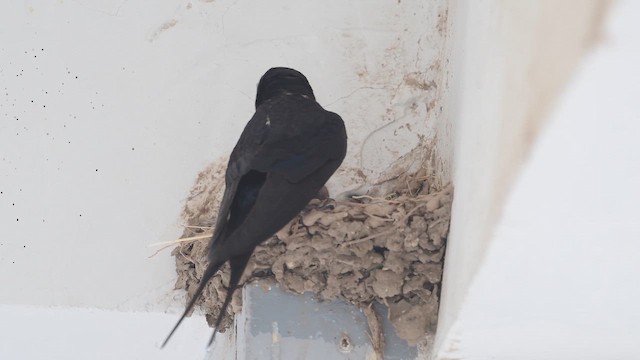 Kır Kırlangıcı - ML647168340