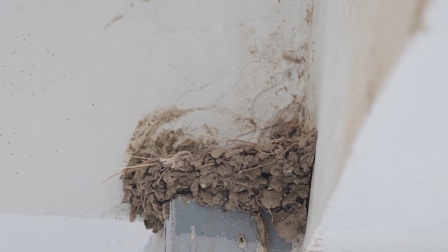 Kır Kırlangıcı - ML647168341