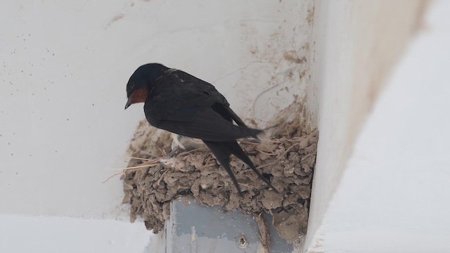 Kır Kırlangıcı - ML647168342