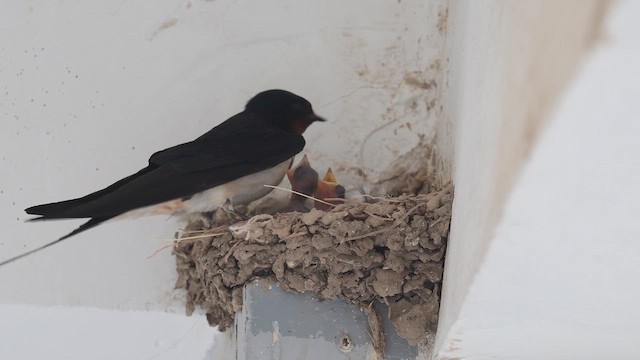 Kır Kırlangıcı - ML647168343