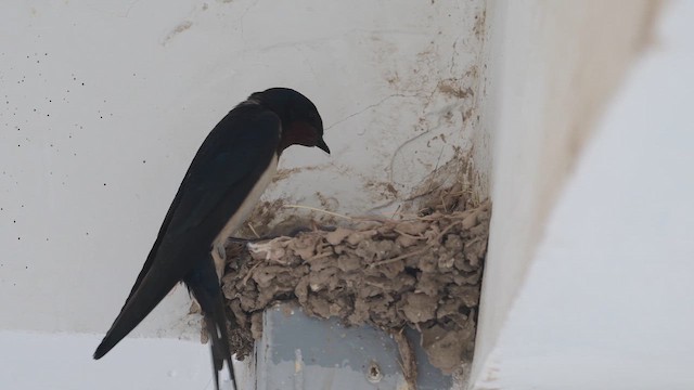 Kır Kırlangıcı - ML647168345