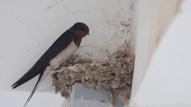 Kır Kırlangıcı - ML647168346