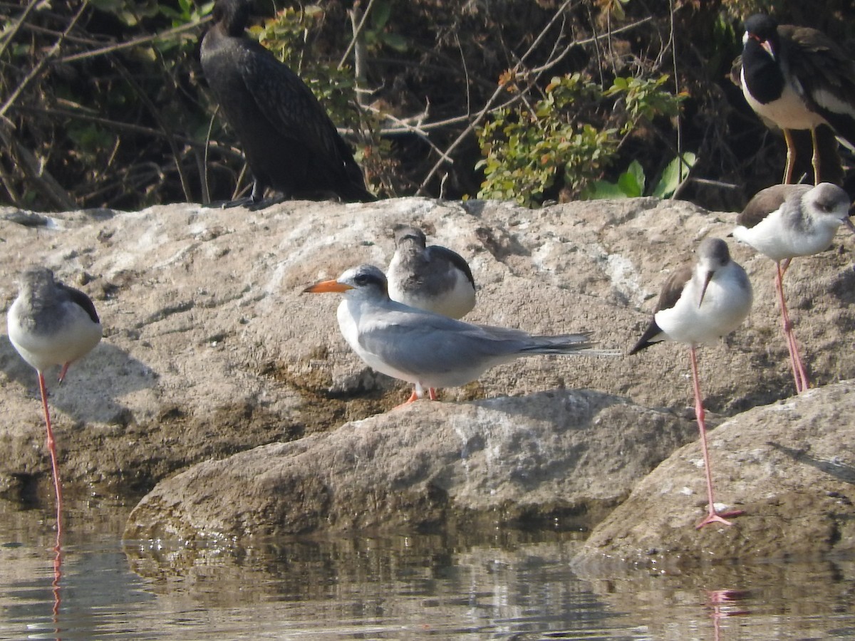 River Tern - ML647168354