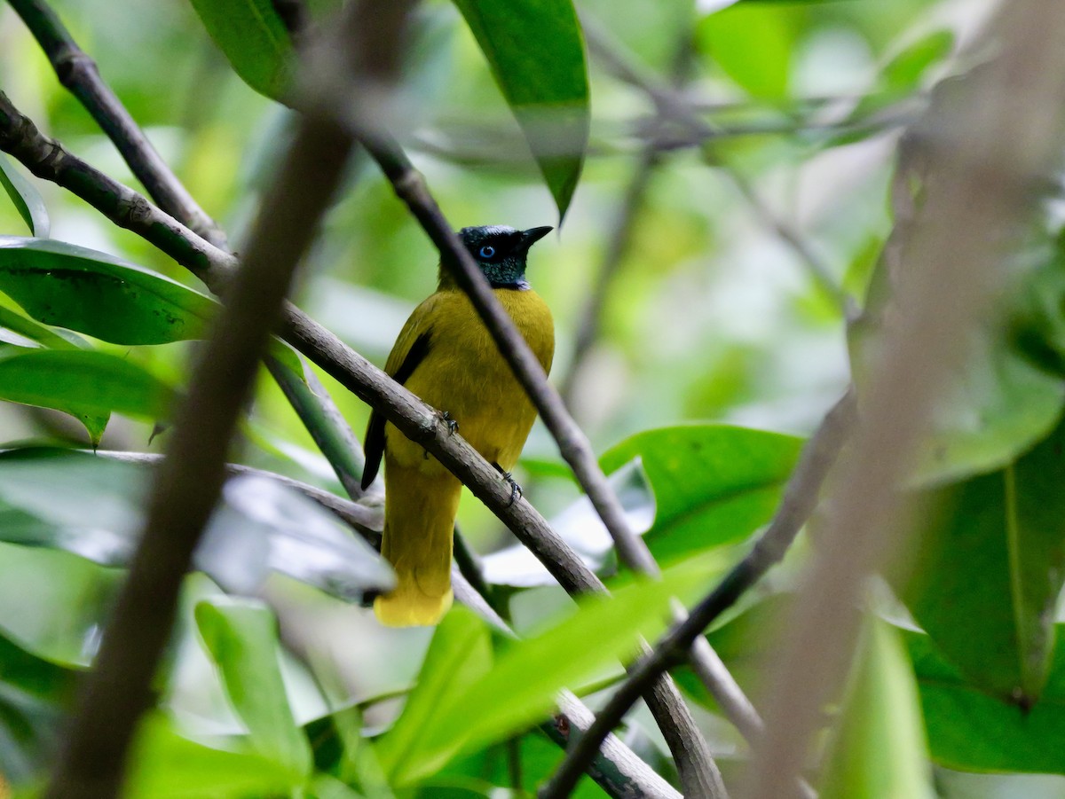 Black-headed Bulbul - ML647168355