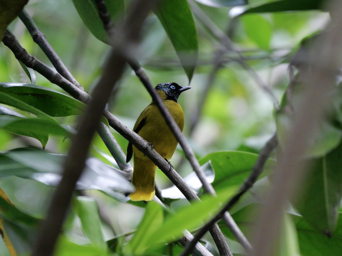 Black-headed Bulbul - ML647168356