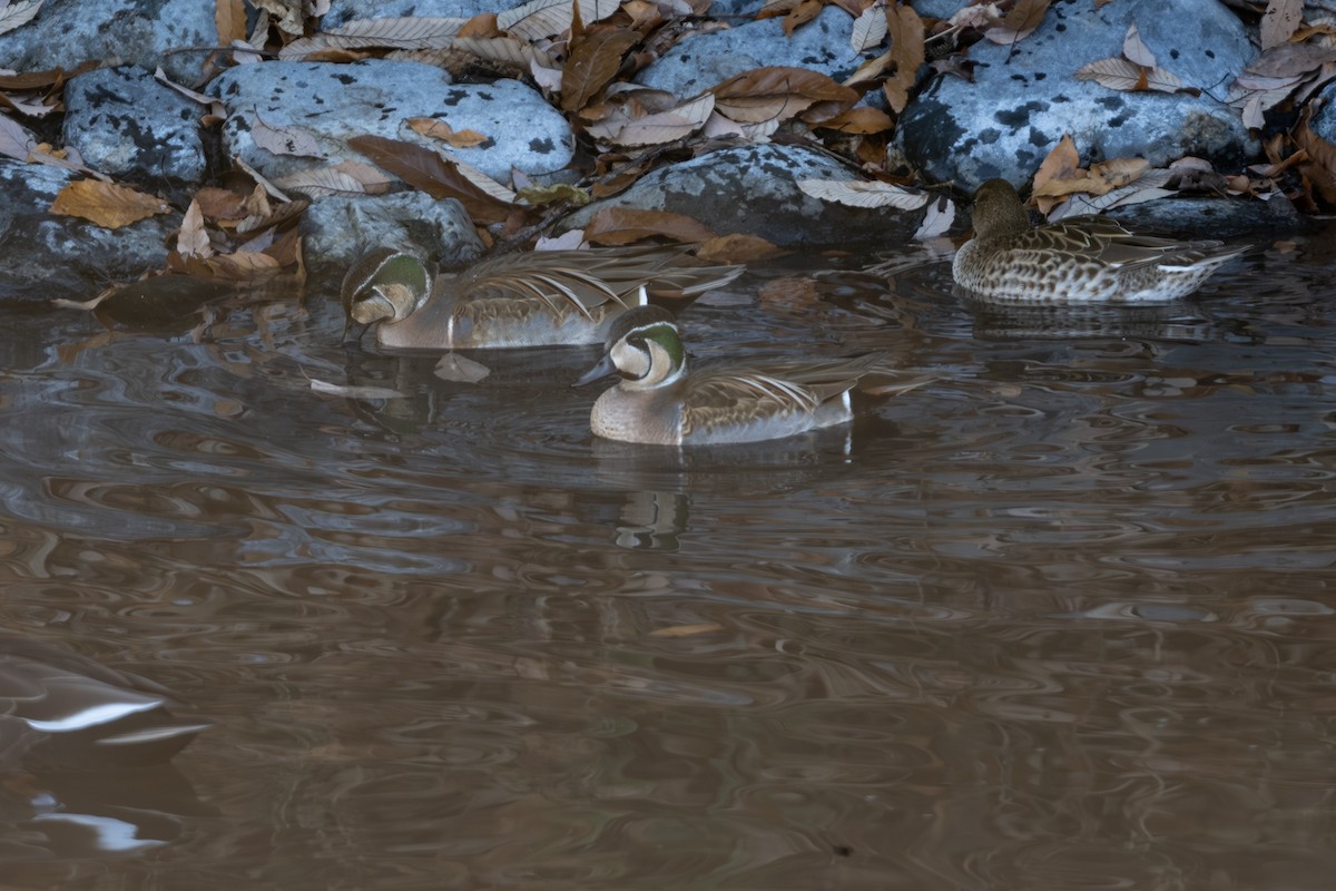 Baikal Teal - ML647168357