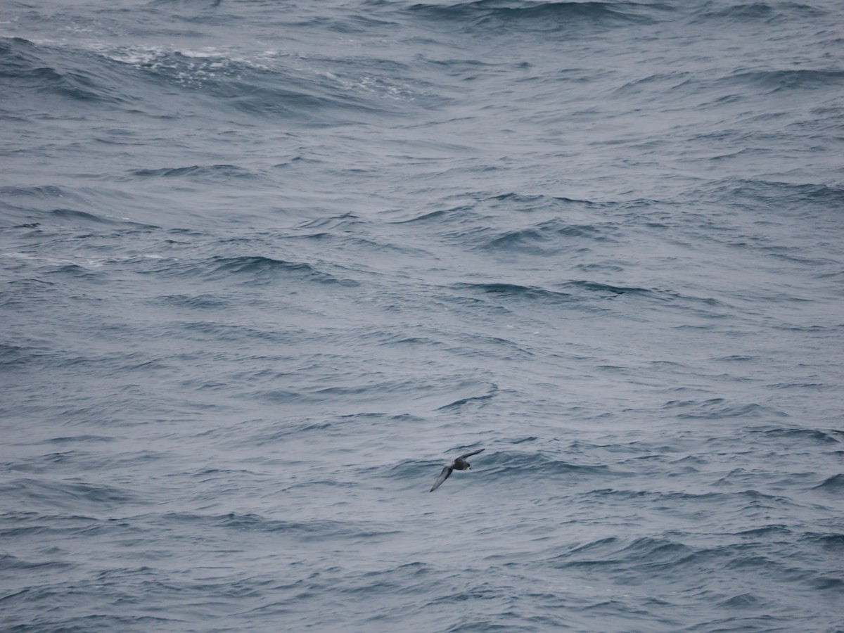 Pétrel maculé - ML647168363