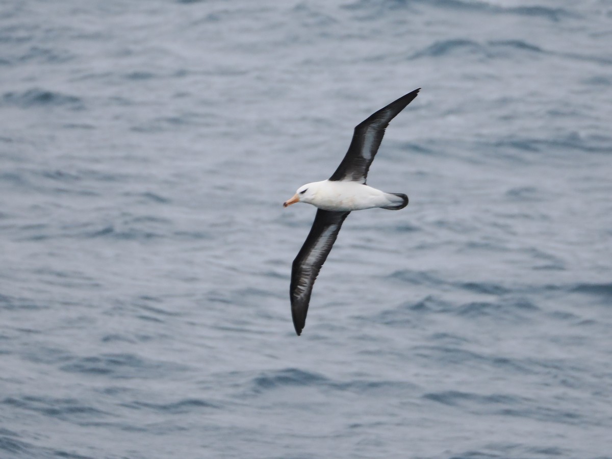 Black-browed Albatross (Campbell) - ML647168369