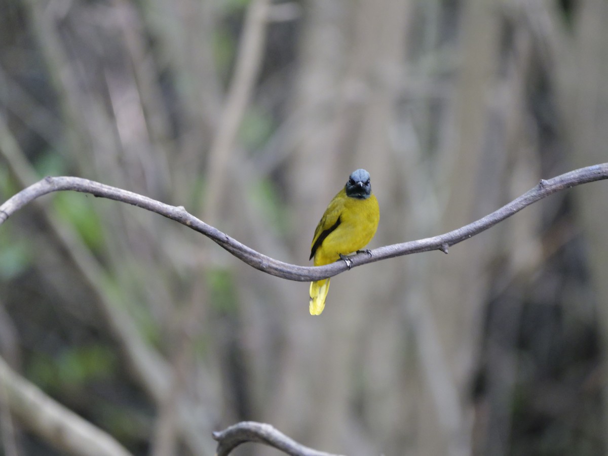 Black-headed Bulbul - ML647168372