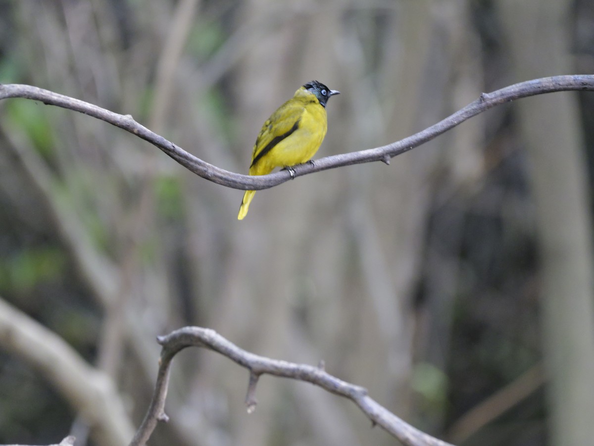 Black-headed Bulbul - ML647168373