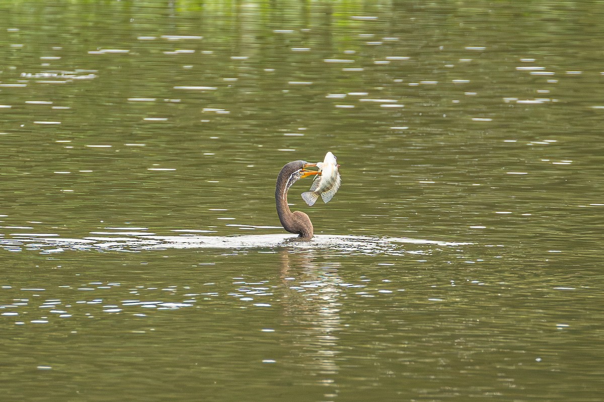 Oriental Darter - ML647168375