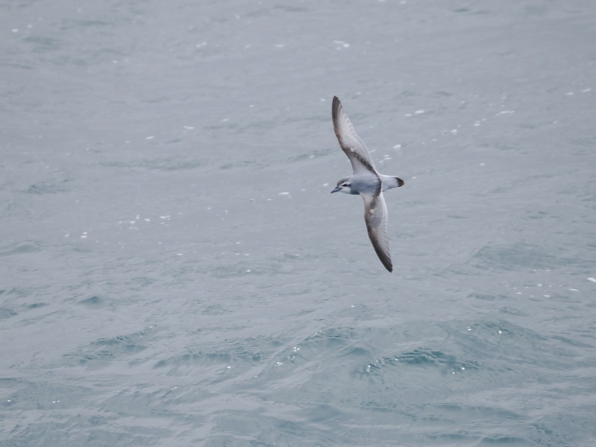 Taubensturmvogel - ML647168386