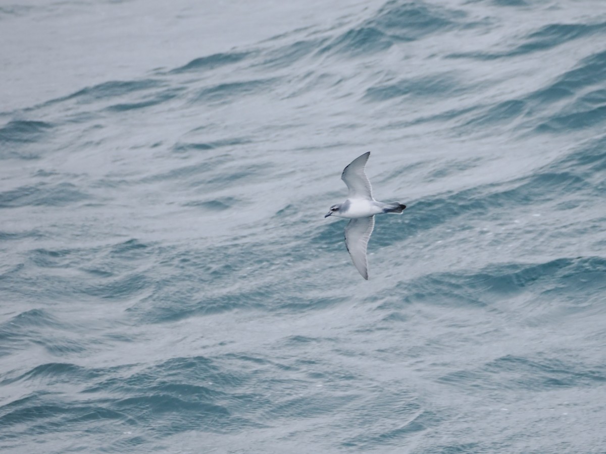 Taubensturmvogel - ML647168387