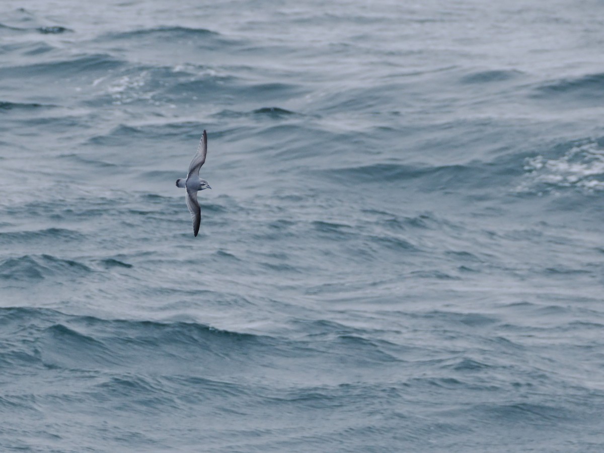 Taubensturmvogel - ML647168393