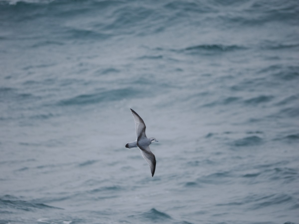 Taubensturmvogel - ML647168394