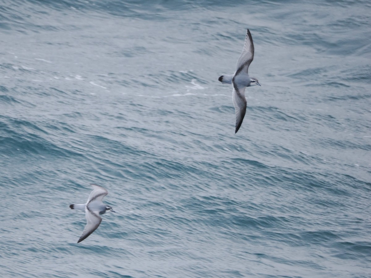 Taubensturmvogel - ML647168395