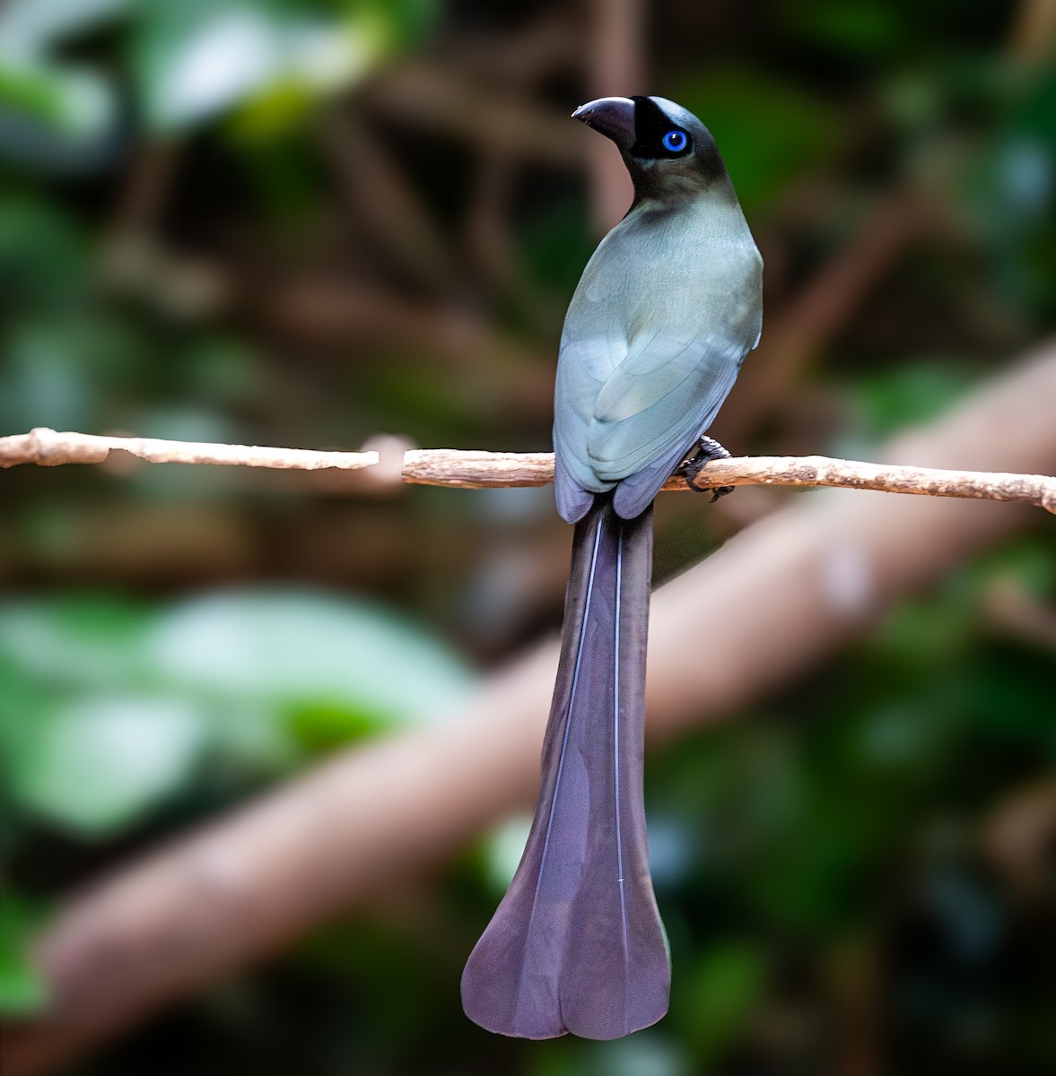 Racket-tailed Treepie - ML647168401