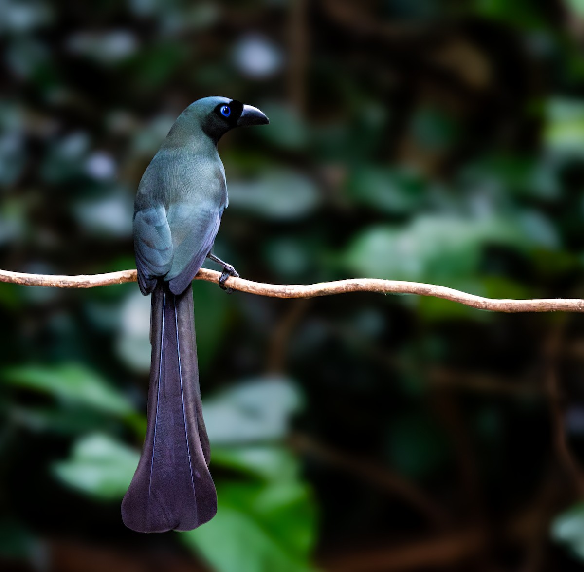 Racket-tailed Treepie - ML647168402