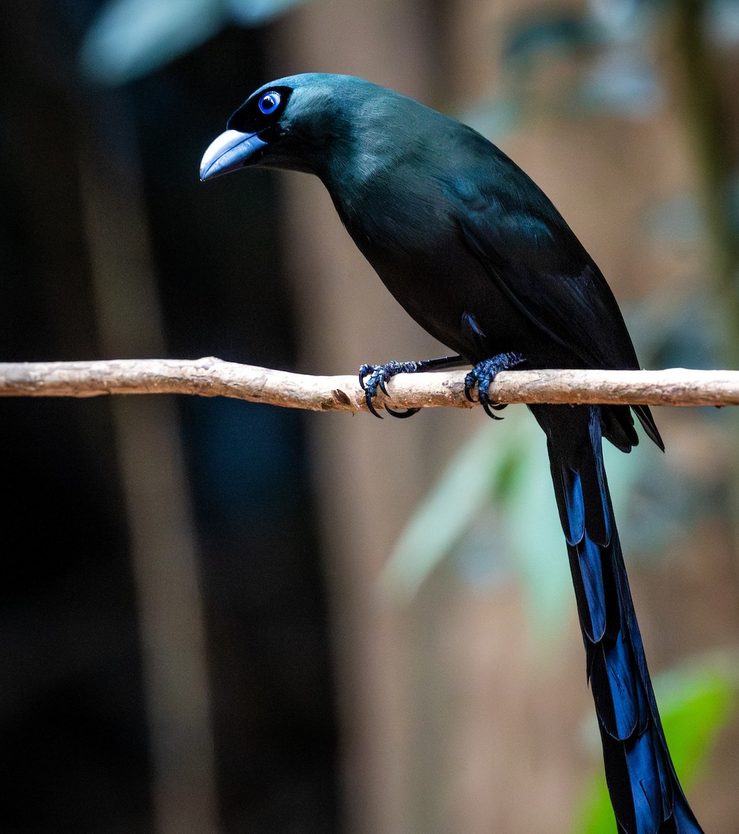 Racket-tailed Treepie - ML647168403