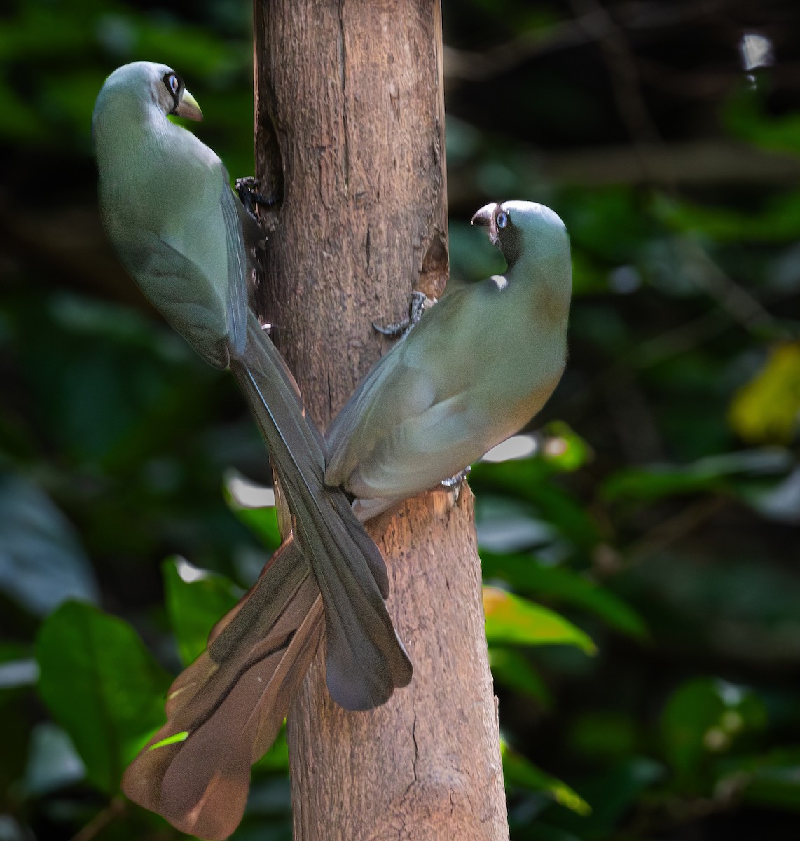Racket-tailed Treepie - ML647168404