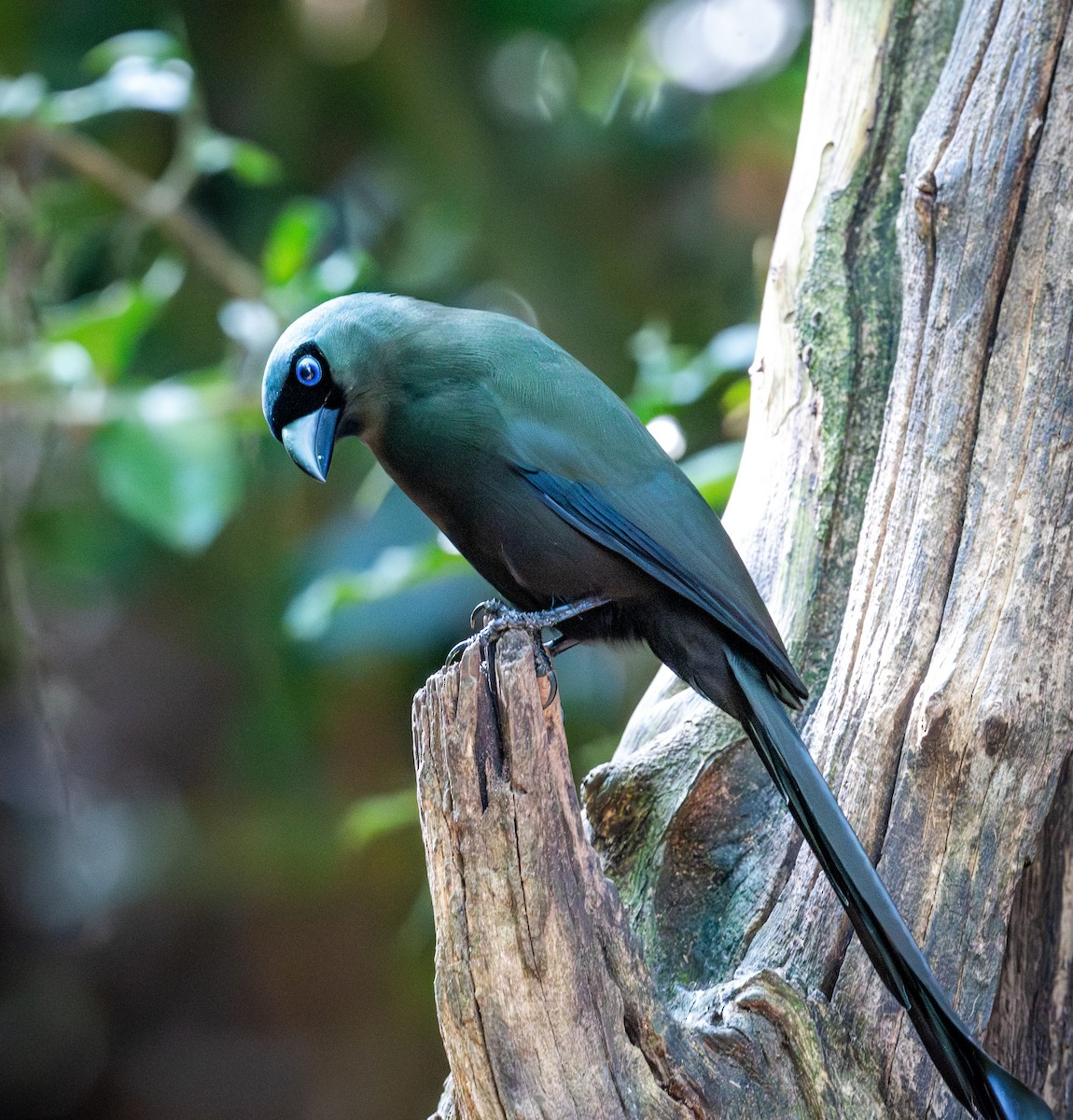 Racket-tailed Treepie - ML647168405