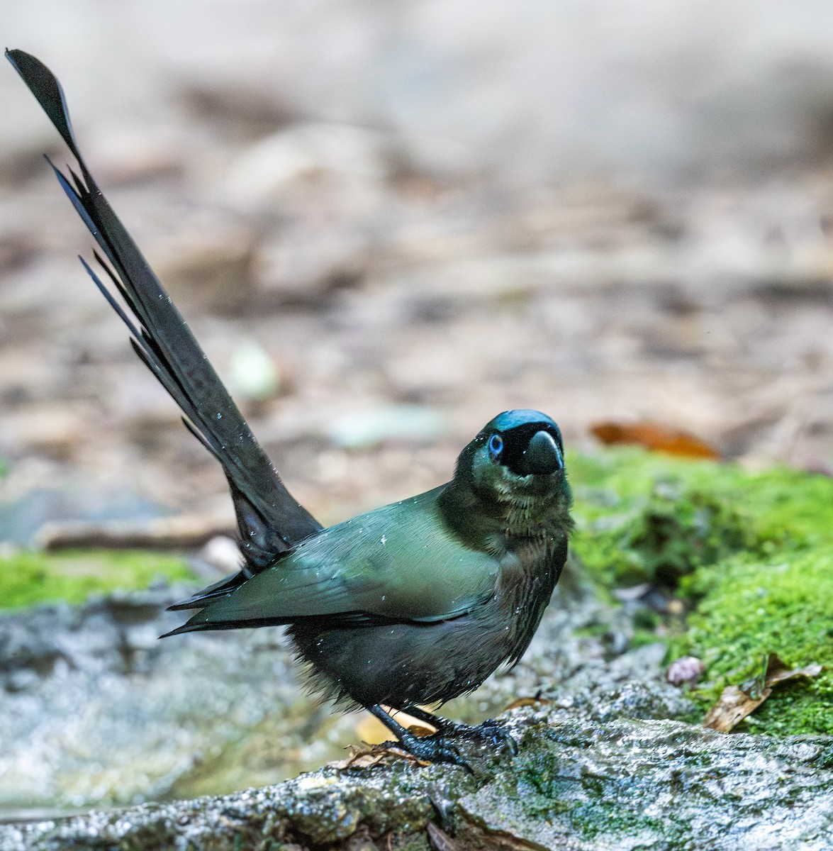 Racket-tailed Treepie - ML647168406