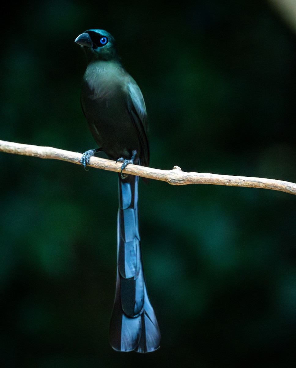 Racket-tailed Treepie - ML647168407