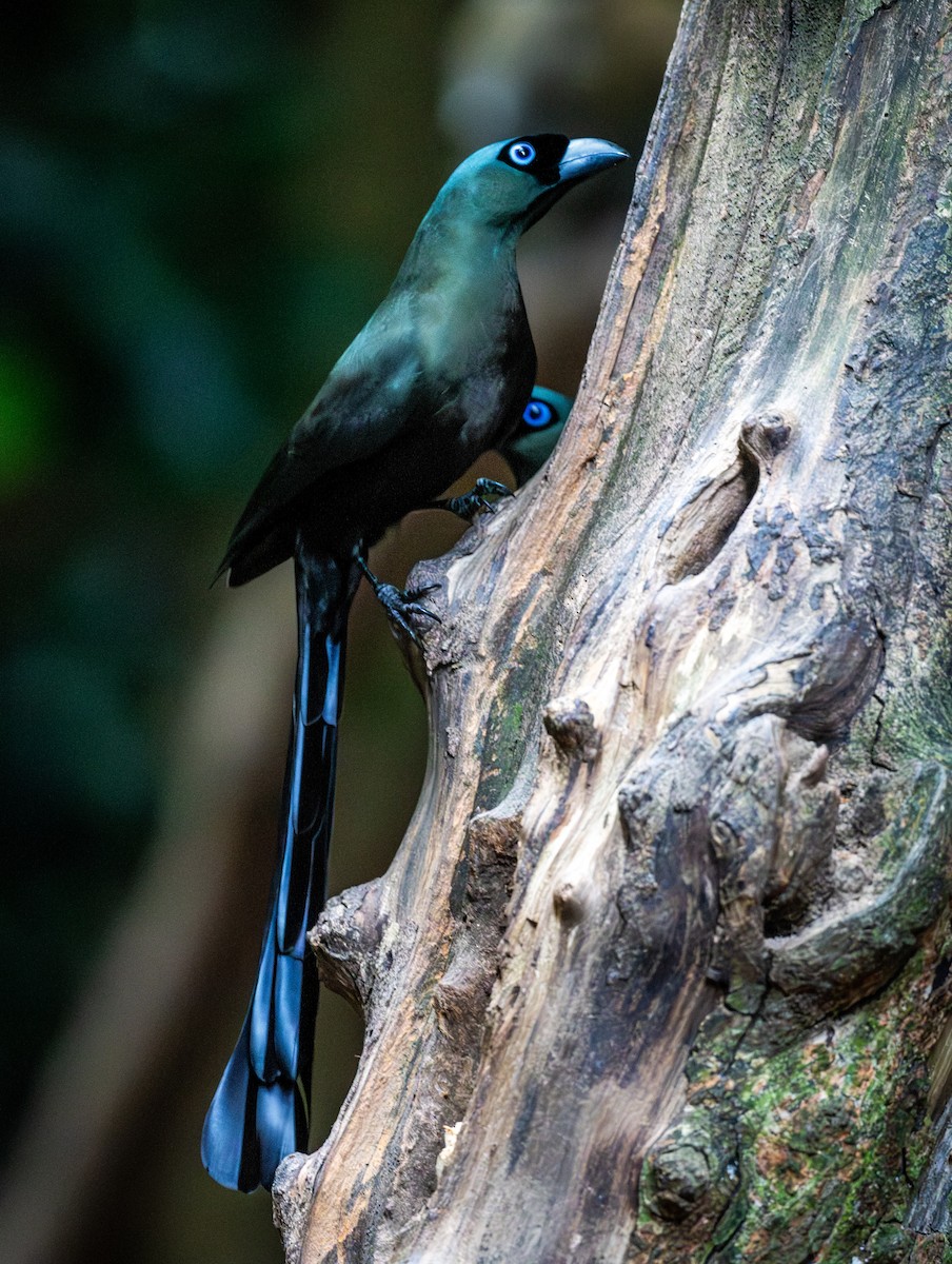 Racket-tailed Treepie - ML647168408