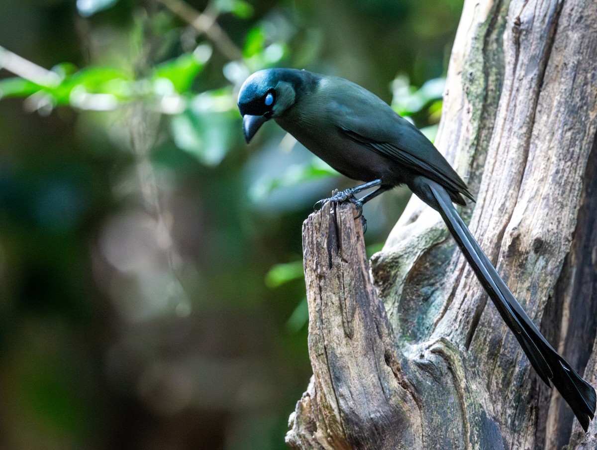 Racket-tailed Treepie - ML647168409