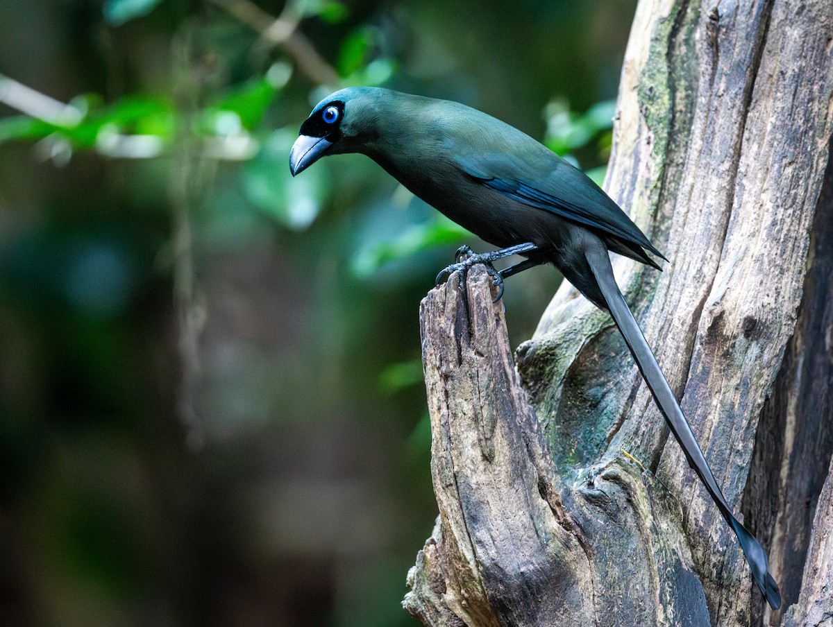 Racket-tailed Treepie - ML647168410