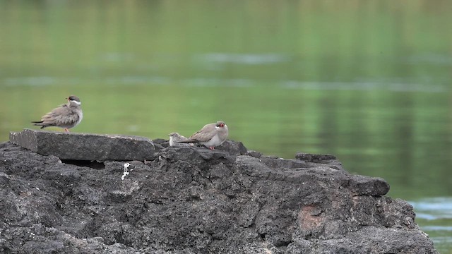 Küçük Kara Bataklıkkırlangıcı - ML647168428