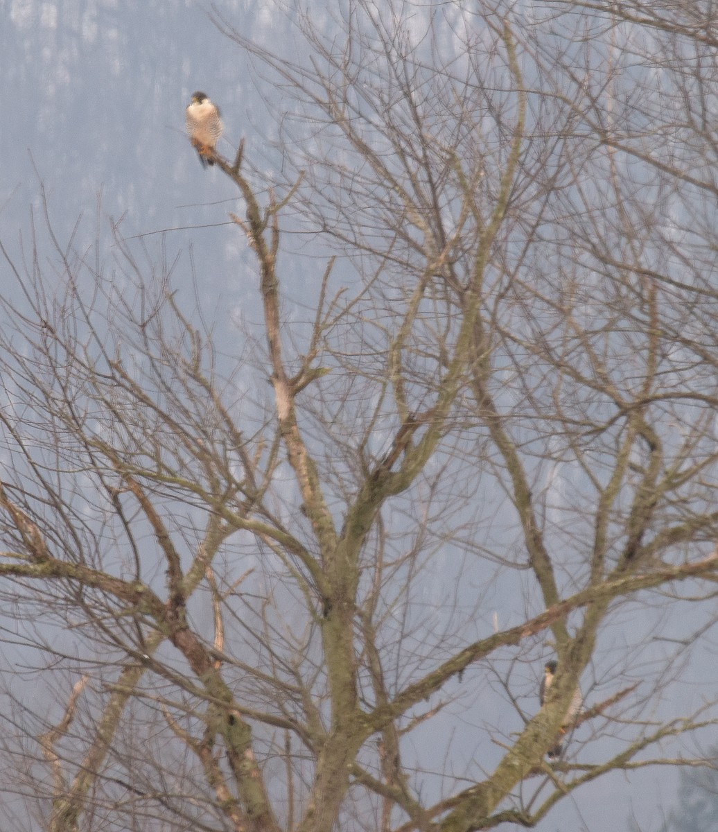 sokol stěhovavý - ML647168432