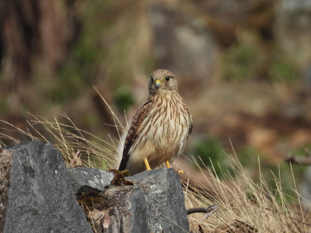 tårnfalk - ML647168433