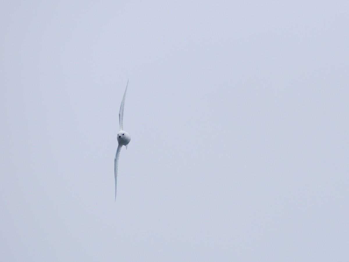 Снежный буревестник - ML647168434