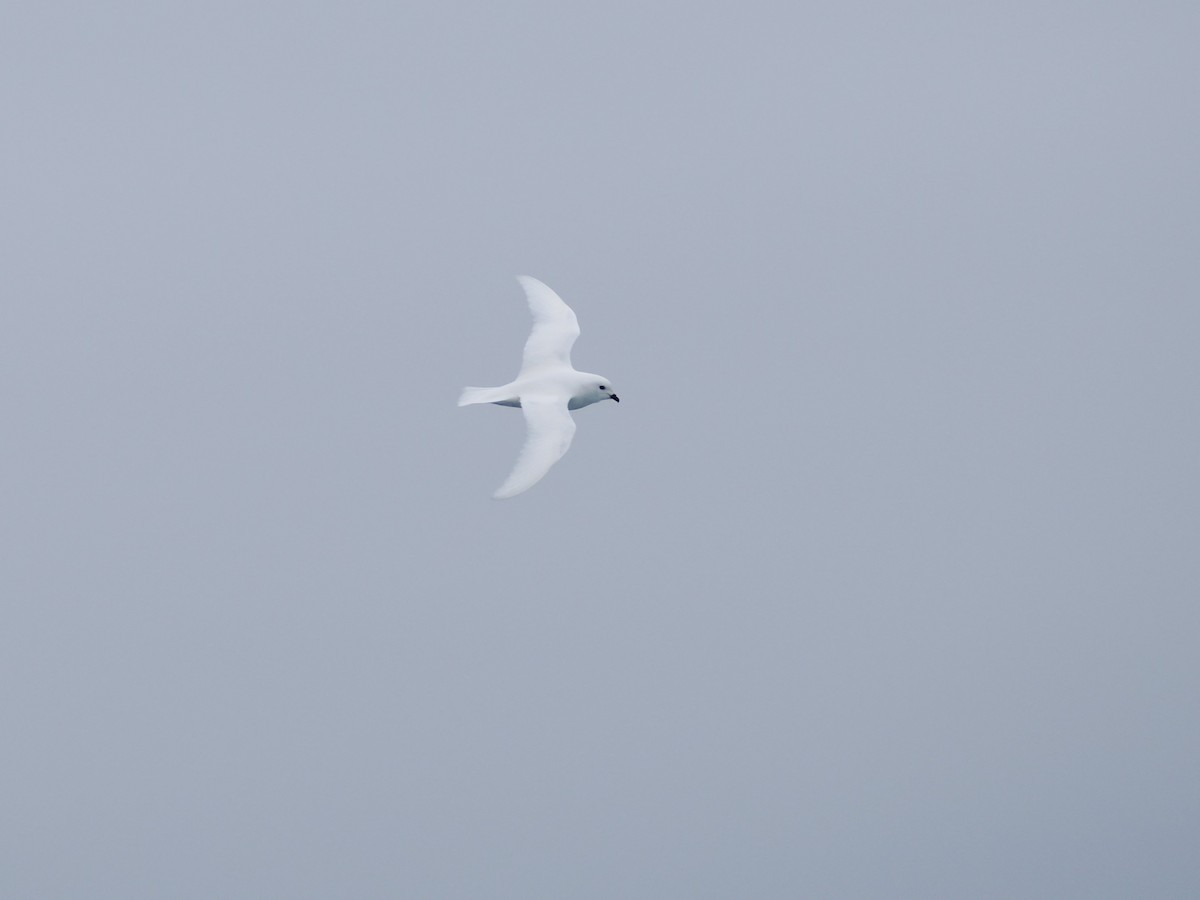 Снежный буревестник - ML647168435