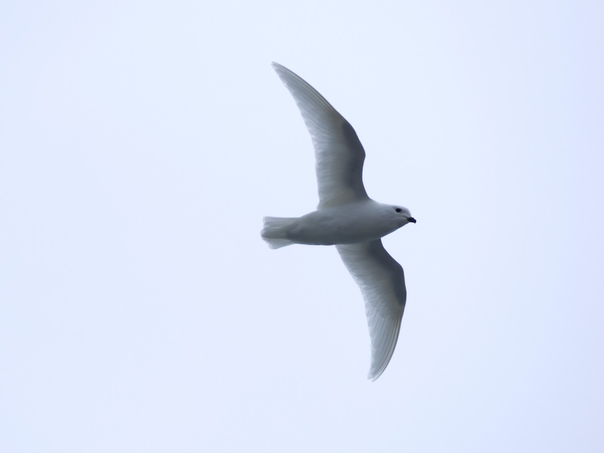 Снежный буревестник - ML647168436