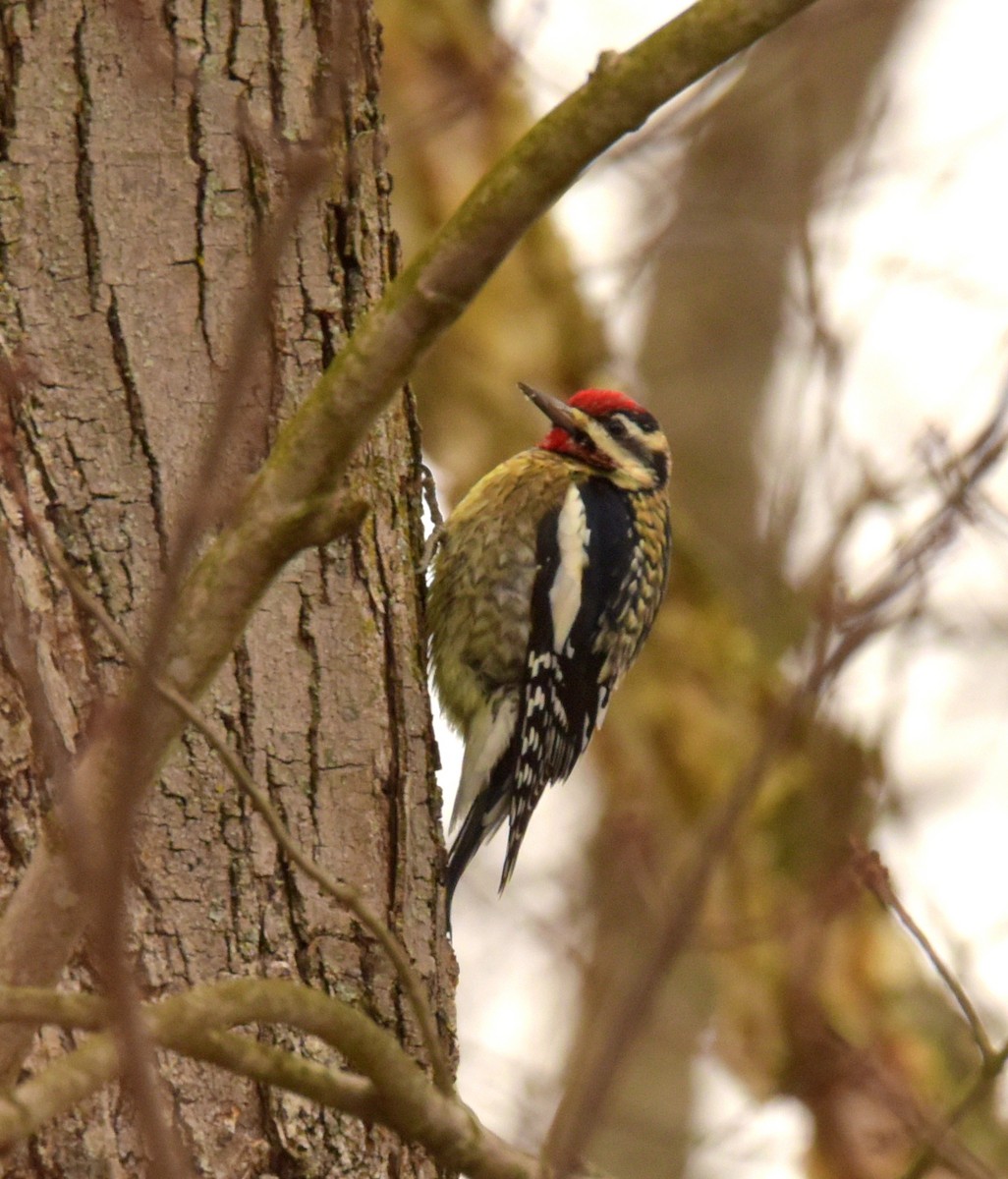 datel rudohrdlý - ML647168437