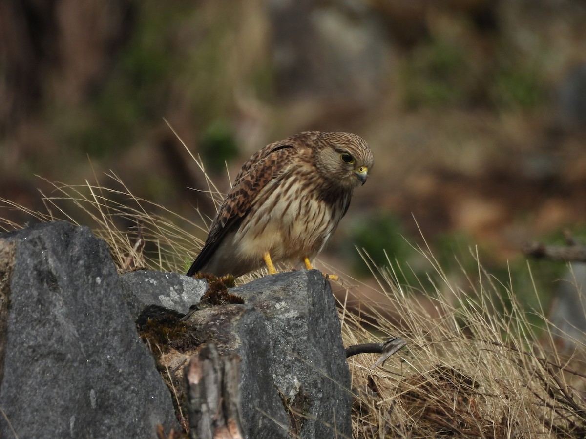 tårnfalk - ML647168438