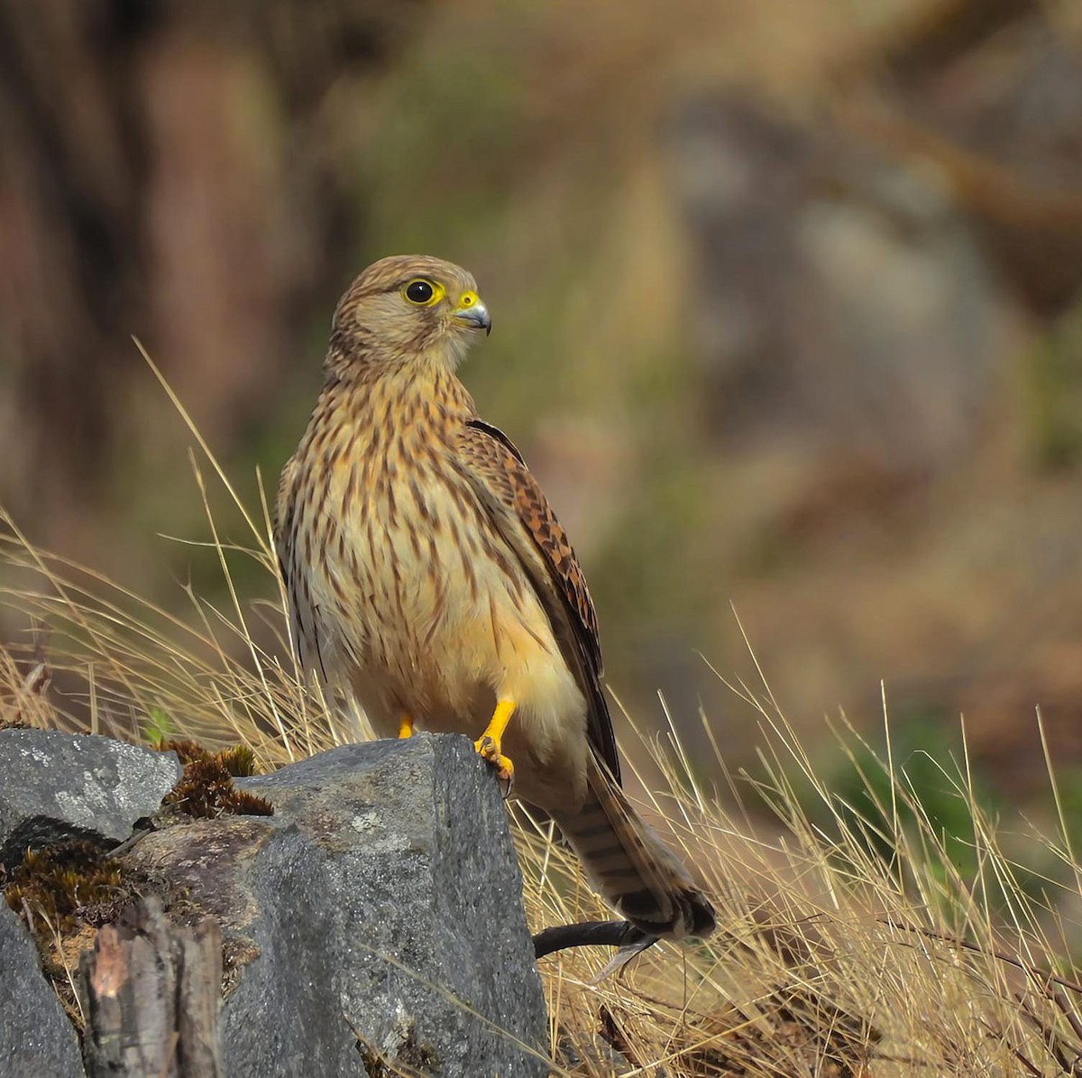 tårnfalk - ML647168448