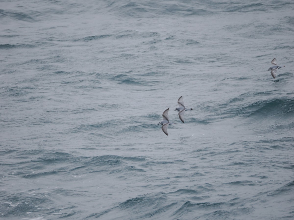 Antarctic Prion - ML647168449